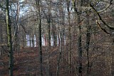 Waldkirche4