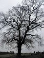 Eiche1