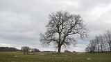 Eiche1a