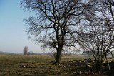 Eiche2