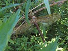IMG_7054