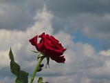 15: 1743ecfd3d774b81b2eadb275a00365d